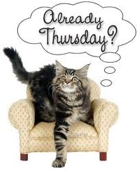 already Thursday cat