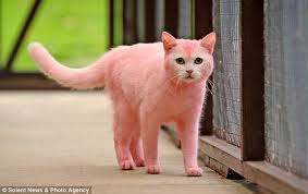 cat pink