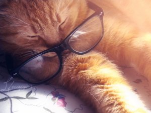 cat sleeping - academic