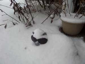 Snow on top my  garden cat.