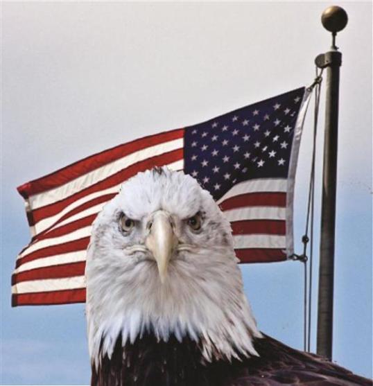 Eagle and United States flag